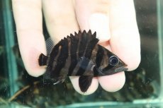 画像1: 【通販 淡水魚】No4 変わりバンド スマトラタイガーダトニオ ワイルド【個体販売】(±6cm)(大型魚)(生体)(熱帯魚)NKO (1)