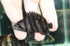 画像2: 【通販 淡水魚】No4 変わりバンド スマトラタイガーダトニオ ワイルド【個体販売】(±6cm)(大型魚)(生体)(熱帯魚)NKO (2)