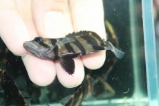 画像3: 【通販 淡水魚】No4 変わりバンド スマトラタイガーダトニオ ワイルド【個体販売】(±6cm)(大型魚)(生体)(熱帯魚)NKO (3)