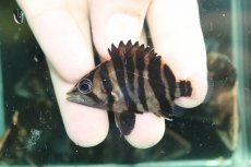 画像1: 【通販 淡水魚】No5 変わりバンド スマトラタイガーダトニオ ワイルド【個体販売】(±5.5cm)(大型魚)(生体)(熱帯魚)NKO (1)