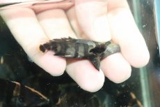 画像3: 【通販 淡水魚】No6 変わりバンド スマトラタイガーダトニオ ワイルド【個体販売】(±6cm)(大型魚)(生体)(熱帯魚)NKO (3)