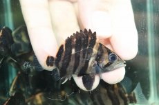 画像1: 【通販 淡水魚】No7 変わりバンド スマトラタイガーダトニオ ワイルド【個体販売】(±6cm)(大型魚)(生体)(熱帯魚)NKO (1)