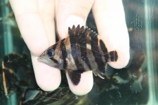 画像2: 【通販 淡水魚】No7 変わりバンド スマトラタイガーダトニオ ワイルド【個体販売】(±6cm)(大型魚)(生体)(熱帯魚)NKO (2)