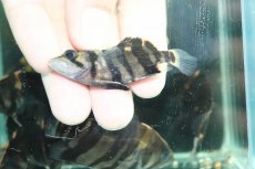 画像3: 【通販 淡水魚】No7 変わりバンド スマトラタイガーダトニオ ワイルド【個体販売】(±6cm)(大型魚)(生体)(熱帯魚)NKO (3)