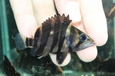 画像2: 【通販 淡水魚】No8 変わりバンド スマトラタイガーダトニオ ワイルド【個体販売】(±6cm)(大型魚)(生体)(熱帯魚)NKO (2)