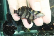 画像3: 【通販 淡水魚】No8 変わりバンド スマトラタイガーダトニオ ワイルド【個体販売】(±6cm)(大型魚)(生体)(熱帯魚)NKO (3)