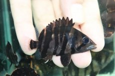 画像1: 【通販 淡水魚】No9 変わりバンド スマトラタイガーダトニオ ワイルド【個体販売】(±6cm)(大型魚)(生体)(熱帯魚)NKO (1)