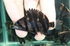 画像2: 【通販 淡水魚】No9 変わりバンド スマトラタイガーダトニオ ワイルド【個体販売】(±6cm)(大型魚)(生体)(熱帯魚)NKO (2)