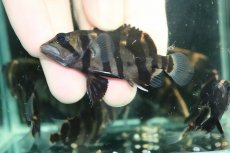 画像3: 【通販 淡水魚】No9 変わりバンド スマトラタイガーダトニオ ワイルド【個体販売】(±6cm)(大型魚)(生体)(熱帯魚)NKO (3)