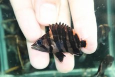 画像1: 【通販 淡水魚】No10 変わりバンド スマトラタイガーダトニオ ワイルド【個体販売】(±6cm)(大型魚)(生体)(熱帯魚)NKO (1)