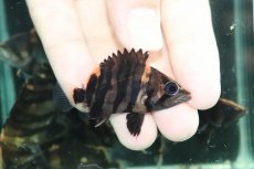 画像2: 【通販 淡水魚】No10 変わりバンド スマトラタイガーダトニオ ワイルド【個体販売】(±6cm)(大型魚)(生体)(熱帯魚)NKO (2)