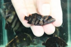 画像3: 【通販 淡水魚】No10 変わりバンド スマトラタイガーダトニオ ワイルド【個体販売】(±6cm)(大型魚)(生体)(熱帯魚)NKO (3)