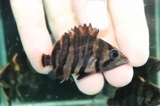 画像1: 【通販 淡水魚】No11 変わりバンド スマトラタイガーダトニオ ワイルド【個体販売】(±6cm)(大型魚)(生体)(熱帯魚)NKO (1)