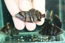 画像3: 【通販 淡水魚】No11 変わりバンド スマトラタイガーダトニオ ワイルド【個体販売】(±6cm)(大型魚)(生体)(熱帯魚)NKO (3)