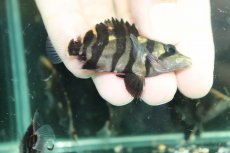 画像3: 【通販 淡水魚】No12 変わりバンド スマトラタイガーダトニオ ワイルド【個体販売】(±6cm)(大型魚)(生体)(熱帯魚)NKO (3)