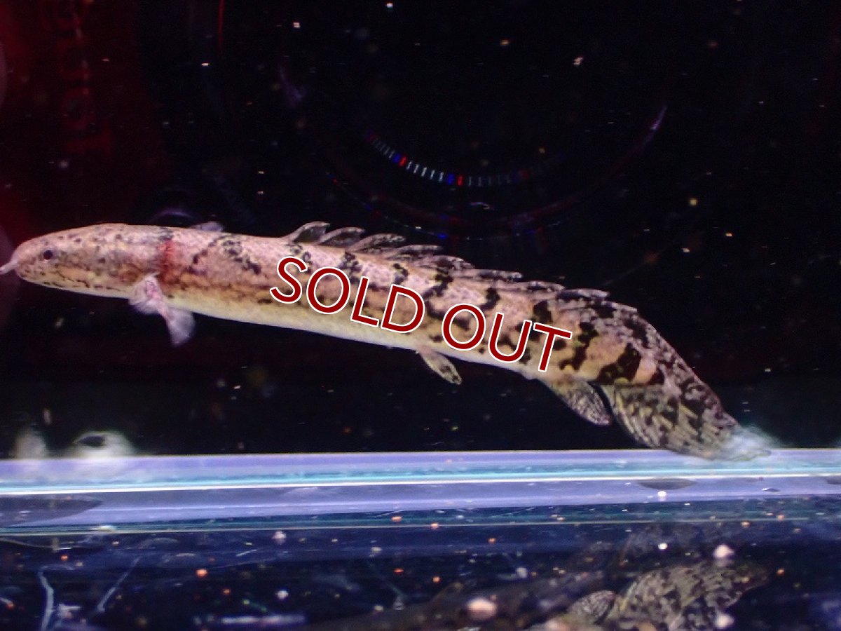 画像1: 【淡水魚】No10 ポリプテルス ロイヤルバンド デルヘジィ(タイガーバンド)【個体販売】(±5-6cm)（大型魚）（生体）（熱帯魚）NKO (1)
