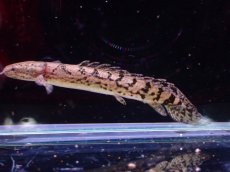 画像1: 【淡水魚】No10 ポリプテルス ロイヤルバンド デルヘジィ(タイガーバンド)【個体販売】(±5-6cm)（大型魚）（生体）（熱帯魚）NKO (1)