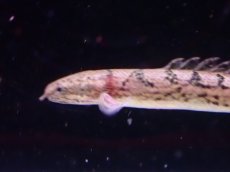 画像2: 【淡水魚】No10 ポリプテルス ロイヤルバンド デルヘジィ(タイガーバンド)【個体販売】(±5-6cm)（大型魚）（生体）（熱帯魚）NKO (2)