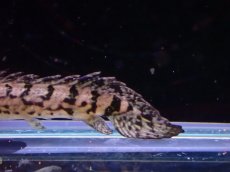画像3: 【淡水魚】No10 ポリプテルス ロイヤルバンド デルヘジィ(タイガーバンド)【個体販売】(±5-6cm)（大型魚）（生体）（熱帯魚）NKO (3)