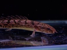 画像5: 【淡水魚】No10 ポリプテルス ロイヤルバンド デルヘジィ(タイガーバンド)【個体販売】(±5-6cm)（大型魚）（生体）（熱帯魚）NKO (5)