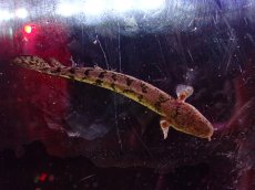 画像7: 【淡水魚】No10 ポリプテルス ロイヤルバンド デルヘジィ(タイガーバンド)【個体販売】(±5-6cm)（大型魚）（生体）（熱帯魚）NKO (7)