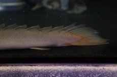 画像3: 【淡水魚】【通販】爆安 大きめ ポリプテルス セネガルス【個体販売】(±24cm)（大型魚）（生体）（熱帯魚）NKO (3)