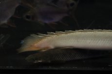 画像6: 【淡水魚】【通販】爆安 大きめ ポリプテルス セネガルス【個体販売】(±24cm)（大型魚）（生体）（熱帯魚）NKO (6)