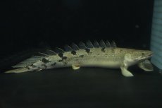 画像1: 【淡水魚】【通販】爆安 大きめ ポリプテルス デルヘジィ【個体販売】(±30cm)（大型魚）（生体）（熱帯魚）NKO (1)