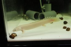 画像1: 【淡水魚】【通販】激安 プラチナ ポリプテルス セネガルス【個体販売】(±15cm)（大型魚）（生体）（熱帯魚）NKO (1)