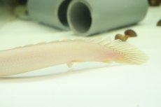 画像3: 【淡水魚】【通販】激安 プラチナ ポリプテルス セネガルス【個体販売】(±15cm)（大型魚）（生体）（熱帯魚）NKO (3)