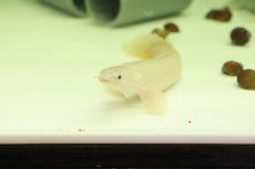 画像4: 【淡水魚】【通販】激安 プラチナ ポリプテルス セネガルス【個体販売】(±15cm)（大型魚）（生体）（熱帯魚）NKO (4)