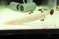 画像5: 【淡水魚】【通販】激安 プラチナ ポリプテルス セネガルス【個体販売】(±15cm)（大型魚）（生体）（熱帯魚）NKO (5)