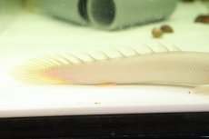 画像7: 【淡水魚】【通販】激安 プラチナ ポリプテルス セネガルス【個体販売】(±15cm)（大型魚）（生体）（熱帯魚）NKO (7)