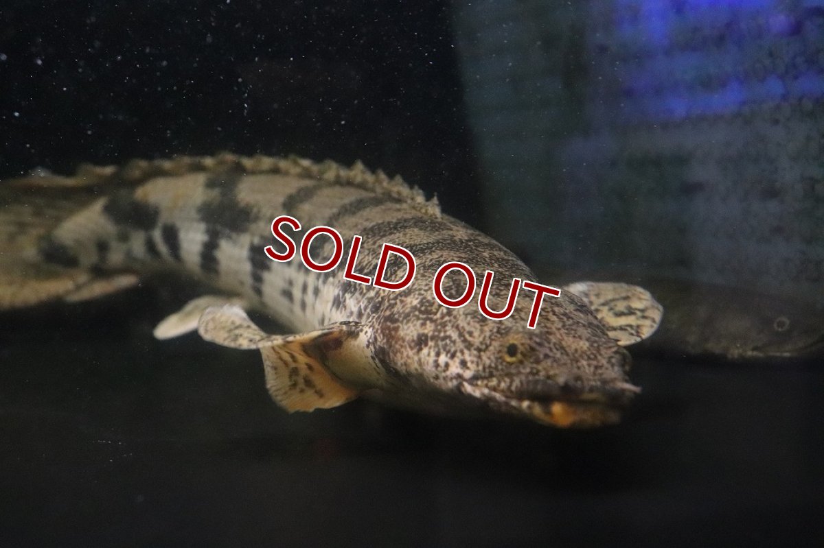 画像3: 【淡水魚】【通販】大きい ポリプテルス エンドリケリー【個体販売】(±40cm)(大型魚)(生体)(熱帯魚)NKO (3)