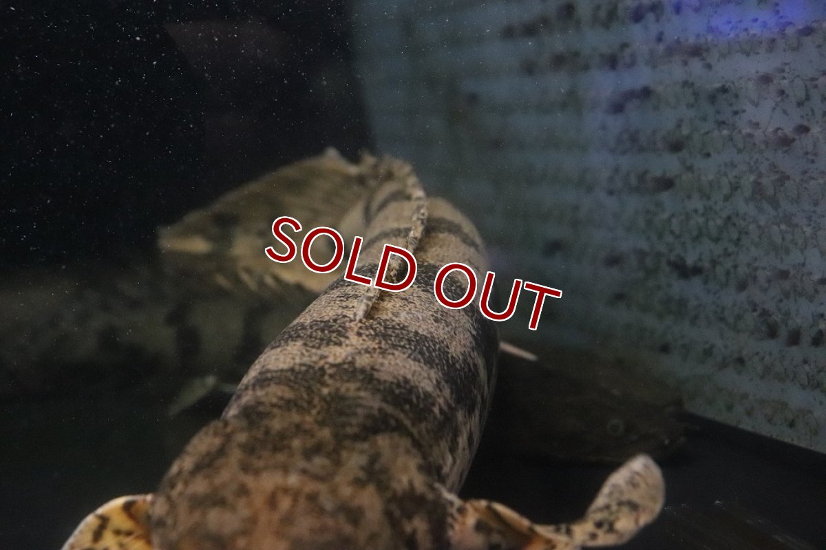 画像5: 【淡水魚】【通販】大きい ポリプテルス エンドリケリー【個体販売】(±40cm)(大型魚)(生体)(熱帯魚)NKO (5)