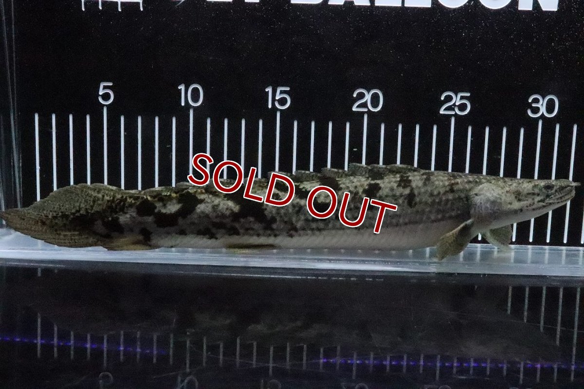 画像1: 【淡水魚】【通販】大特価 大きい ポリプテルス デルヘジィ【個体販売】(±31cm)(大型魚)(生体)(熱帯魚)NKO (1)