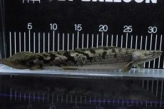 画像1: 【淡水魚】【通販】大特価 大きい ポリプテルス デルヘジィ【個体販売】(±31cm)(大型魚)(生体)(熱帯魚)NKO (1)