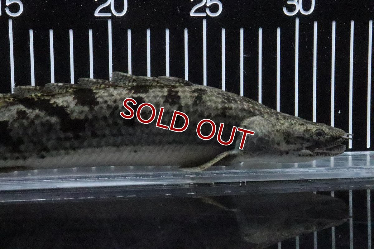 画像2: 【淡水魚】【通販】大特価 大きい ポリプテルス デルヘジィ【個体販売】(±31cm)(大型魚)(生体)(熱帯魚)NKO (2)