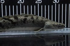 画像2: 【淡水魚】【通販】大特価 大きい ポリプテルス デルヘジィ【個体販売】(±31cm)(大型魚)(生体)(熱帯魚)NKO (2)
