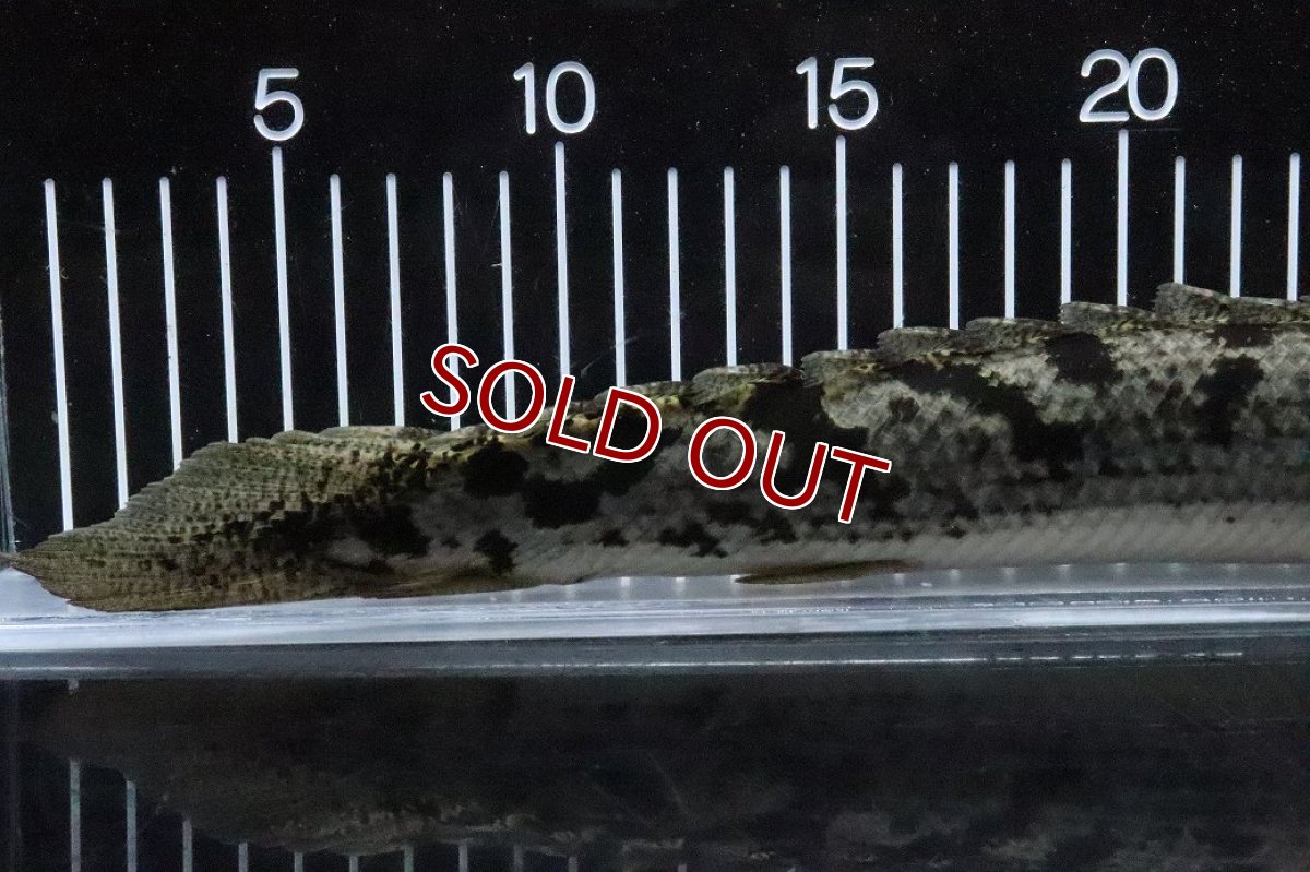 画像3: 【淡水魚】【通販】大特価 大きい ポリプテルス デルヘジィ【個体販売】(±31cm)(大型魚)(生体)(熱帯魚)NKO (3)