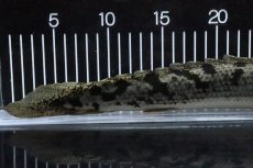 画像3: 【淡水魚】【通販】大特価 大きい ポリプテルス デルヘジィ【個体販売】(±31cm)(大型魚)(生体)(熱帯魚)NKO (3)