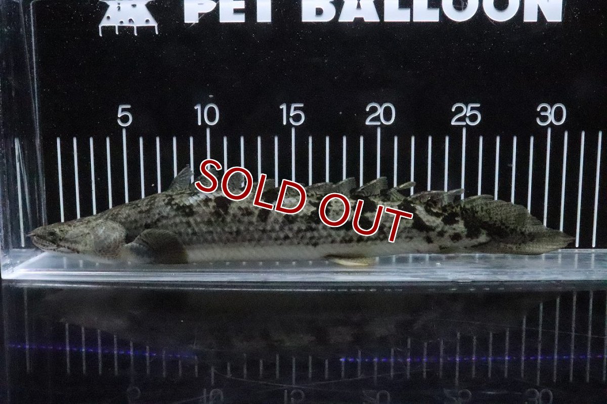 画像4: 【淡水魚】【通販】大特価 大きい ポリプテルス デルヘジィ【個体販売】(±31cm)(大型魚)(生体)(熱帯魚)NKO (4)