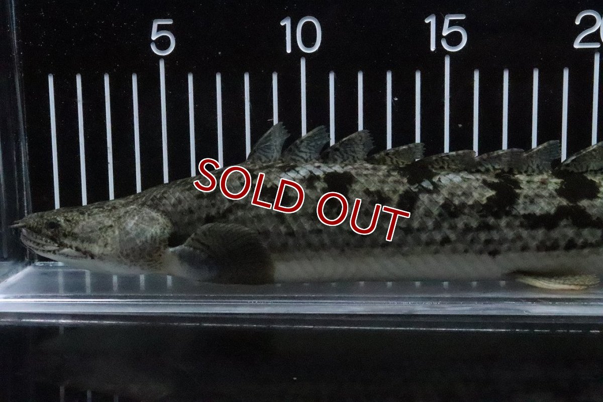 画像5: 【淡水魚】【通販】大特価 大きい ポリプテルス デルヘジィ【個体販売】(±31cm)(大型魚)(生体)(熱帯魚)NKO (5)