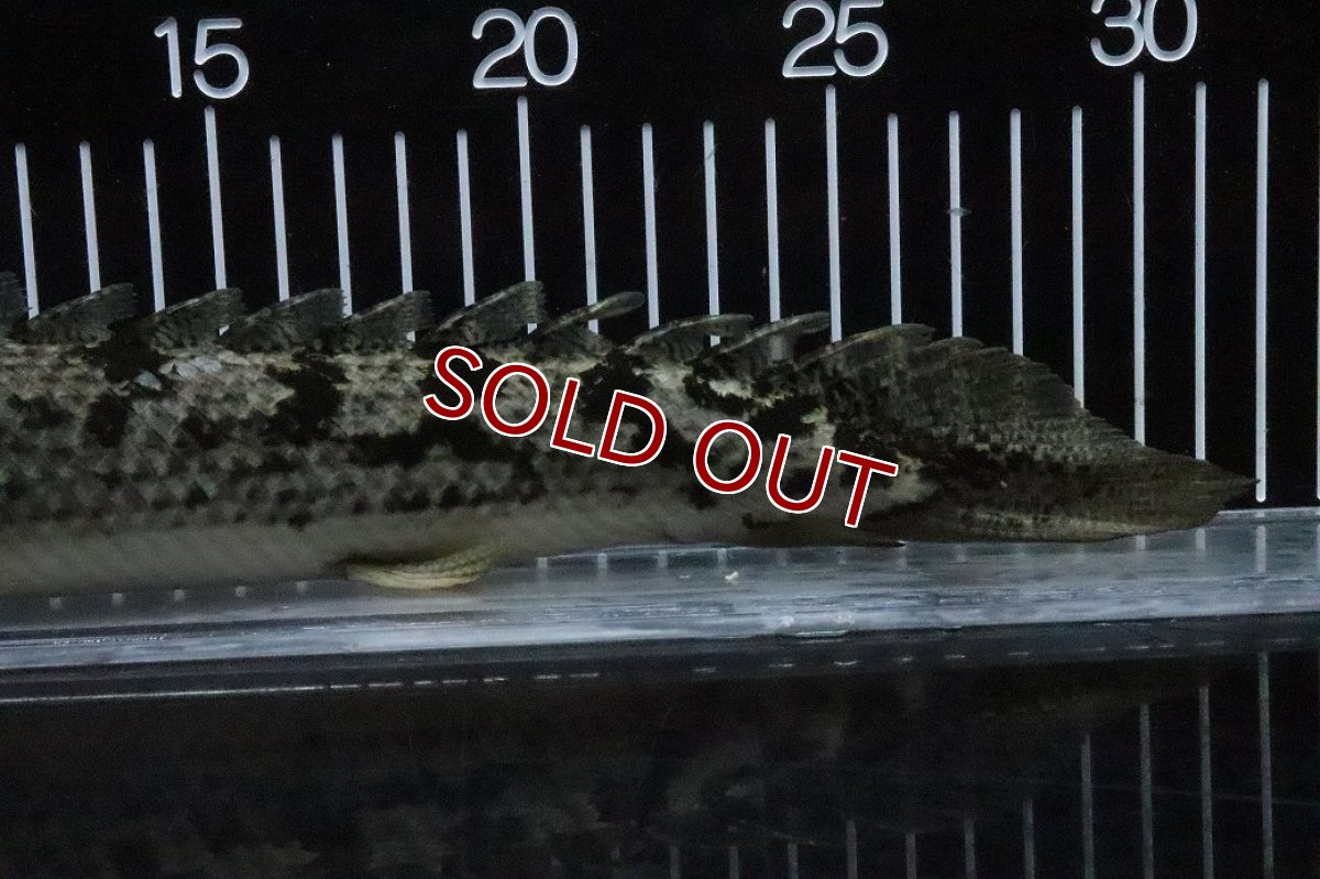 画像6: 【淡水魚】【通販】大特価 大きい ポリプテルス デルヘジィ【個体販売】(±31cm)(大型魚)(生体)(熱帯魚)NKO (6)