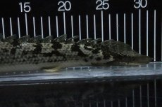 画像6: 【淡水魚】【通販】大特価 大きい ポリプテルス デルヘジィ【個体販売】(±31cm)(大型魚)(生体)(熱帯魚)NKO (6)