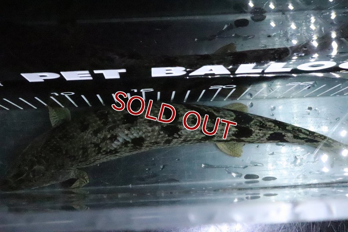 画像7: 【淡水魚】【通販】大特価 大きい ポリプテルス デルヘジィ【個体販売】(±31cm)(大型魚)(生体)(熱帯魚)NKO (7)