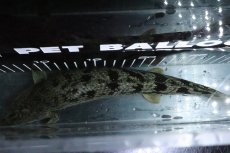 画像7: 【淡水魚】【通販】大特価 大きい ポリプテルス デルヘジィ【個体販売】(±31cm)(大型魚)(生体)(熱帯魚)NKO (7)