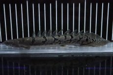 画像1: 【淡水魚】【通販】No1 ポリプテルス ロイヤルバンドデルヘジィ(タイガーバンド)【個体販売】(±17cm)(大型魚)(生体)(熱帯魚)NKO (1)