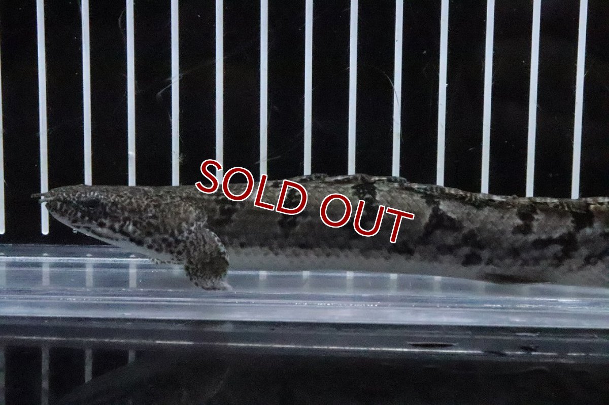 画像2: 【淡水魚】【通販】No1 ポリプテルス ロイヤルバンドデルヘジィ(タイガーバンド)【個体販売】(±17cm)(大型魚)(生体)(熱帯魚)NKO (2)