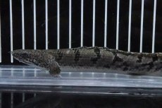 画像2: 【淡水魚】【通販】No1 ポリプテルス ロイヤルバンドデルヘジィ(タイガーバンド)【個体販売】(±17cm)(大型魚)(生体)(熱帯魚)NKO (2)